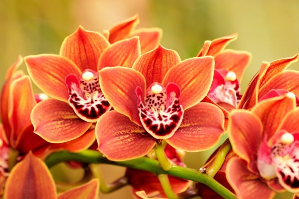 Exotic Plants - Image 2